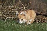 CORGI PEMBROKE 869